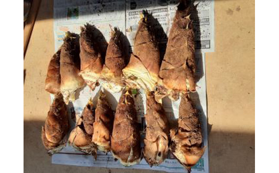 茨城県坂東市産 朝掘りたけのこ 約2kg（2～3本入）・米ぬか付き