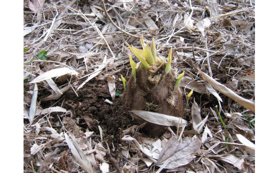 茨城県坂東市産 朝掘りたけのこ 約5kg（4～6本入）・米ぬか付き