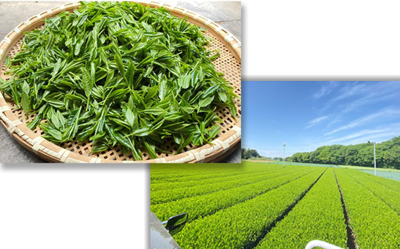 茨城県さしま茶　飲み比べTBセット