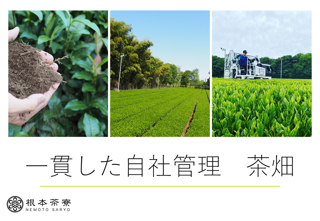 毎日たくさん飲むお茶 深蒸し茶2.5kg