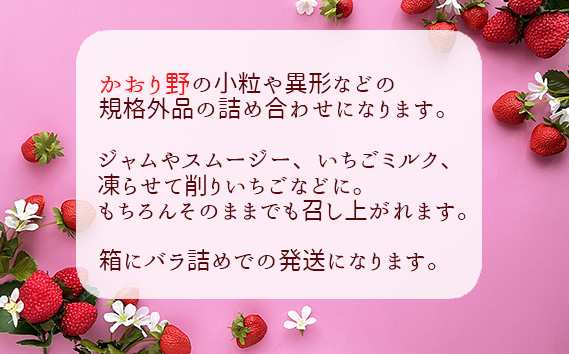 先行予約「坂東市産」訳ありいちご　かおり野　小粒や規格外品など詰め合わせ1.5kg　ジャムやイチゴミルクなどに