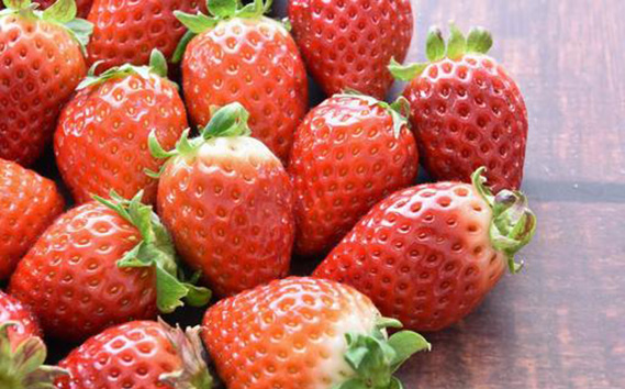 【先行予約】シャインマスカット1房といちごDX1パック【茨城県共通返礼品 かすみがうら市】