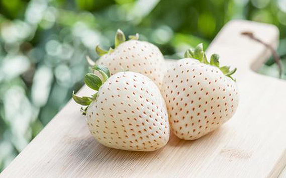 【先行予約】粒々いちご36粒　とちおとめと白いちごとシャインマスカット【茨城県共通返礼品 かすみがうら市】