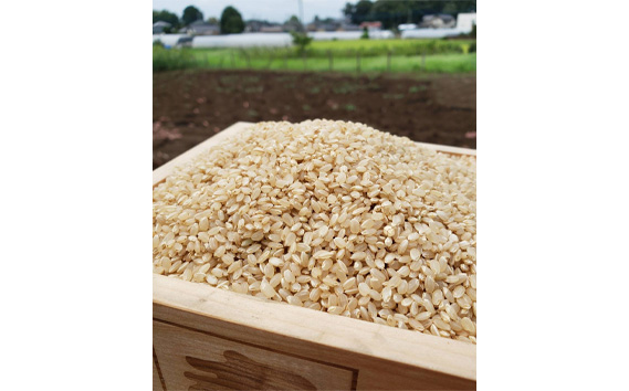 玄米　コシヒカリ30kg【令和7年産】