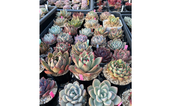 多肉植物6種類おまかせセット【札付き】