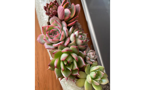 多肉植物寄せ植えセット（15種類）