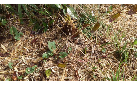 茨城県坂東市産 朝掘りたけのこ 約5kg（4～6本入）・米ぬか付き