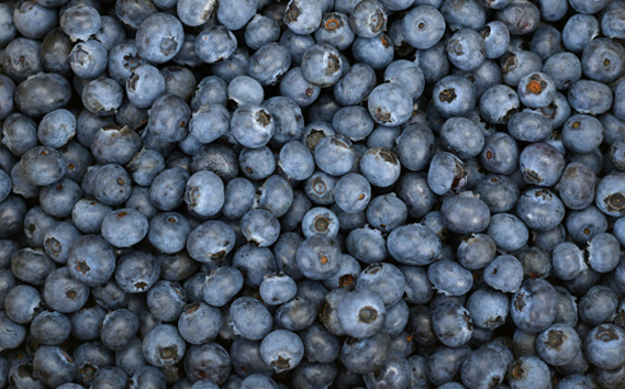 茨城県坂東市産 冷凍ブルーベリー 約500g【先行予約】