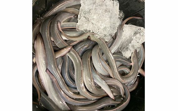 国産鰻　蒲焼き（1人前）