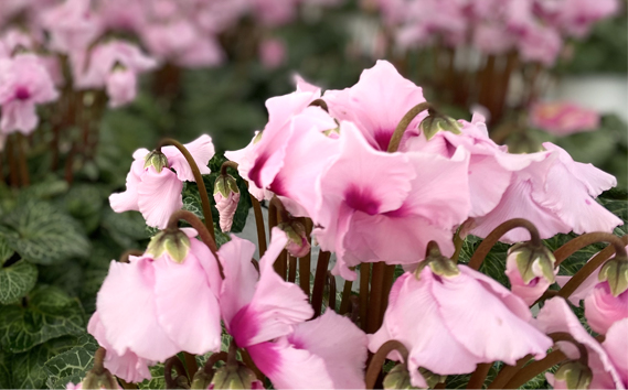 【期間限定】坂東清風高校の生徒が丹精込めて育てたシクラメン7号鉢