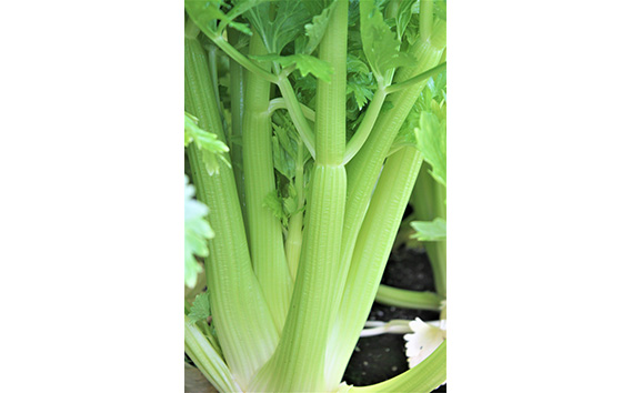 朝採れ新鮮！坂東セロリ3株