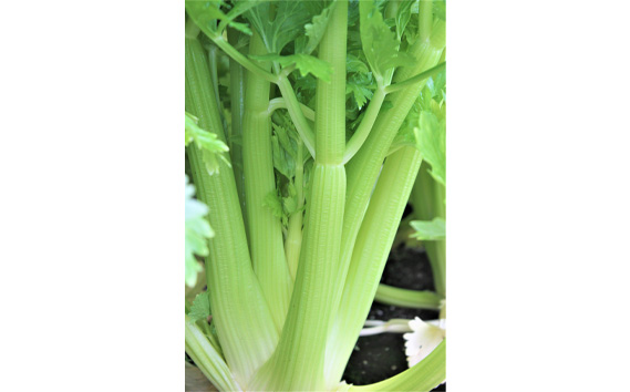朝採れ新鮮！坂東セロリ2株