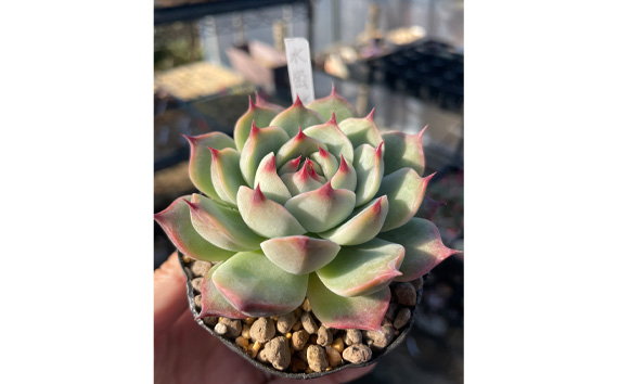 多肉植物6種類おまかせセット【札付き】