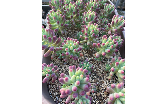 多肉植物寄せ植えセット（15種類）