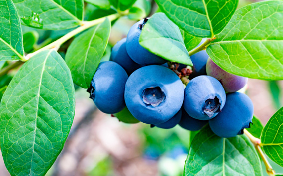 茨城県坂東市産 冷凍ブルーベリー 約500g【先行予約】