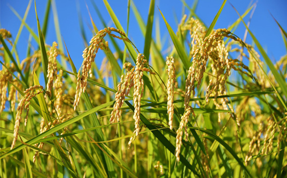 【令和7年産】茨城県産コシヒカリ10kg（5kg×2袋）精米 JA茨城むつみ