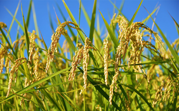 【令和7年産】茨城県産コシヒカリ20kg（10kg×2袋）精米 JA茨城むつみ