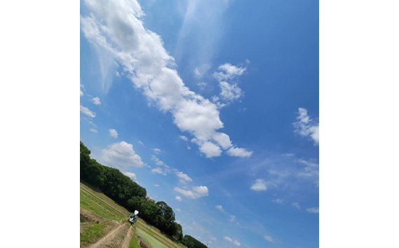 玄米　コシヒカリ20kg【令和7年産】