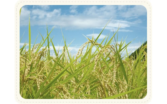 新米とたまごのセット【たまご屋さんのTKGセット（米5kg+たまご60個（卵割れ補償10個を含む））】