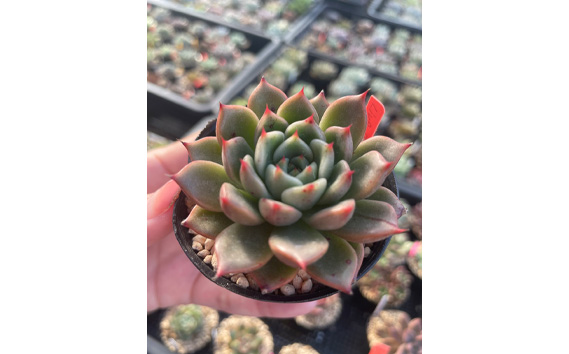 多肉植物6種類おまかせセット【札付き】