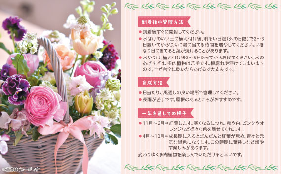 多肉植物寄せ植えセット（15種類）