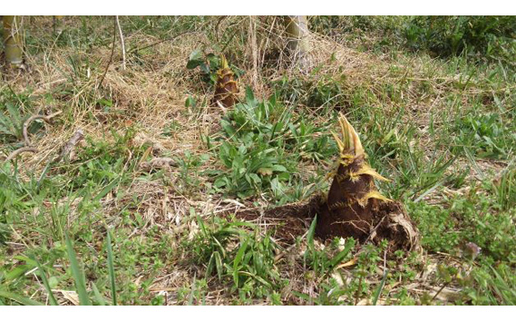 茨城県坂東市産 朝掘りたけのこ 約3kg（2～4本入）・米ぬか付き