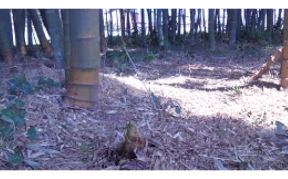 茨城県坂東市産 朝掘りたけのこ 約5kg（4～6本入）・米ぬか付き