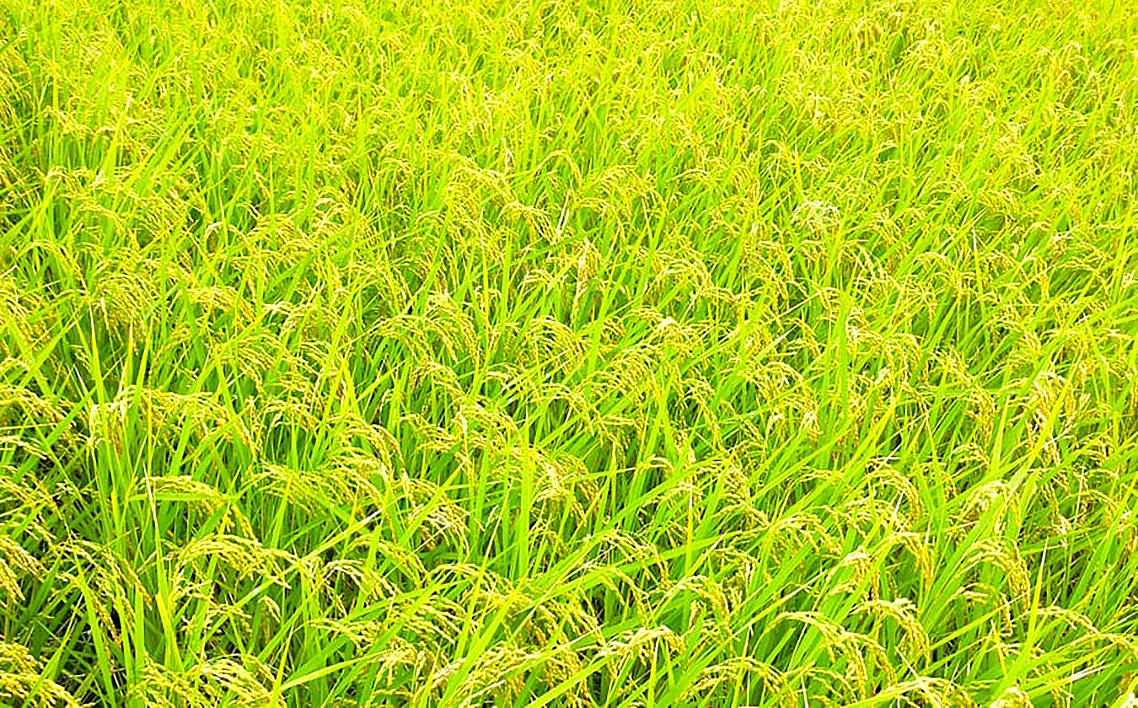 【令和7年米】茨城県坂東市利根川流域産コシヒカリ5kg