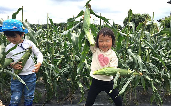 【4kg】坂東市朝採りとうもろこし「ゴールドラッシュ」冷蔵済