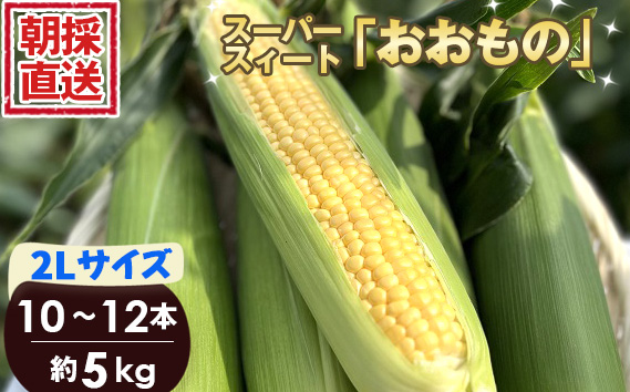 ［坂東市産］朝採り直送とうもろこし スーパースィート「おおもの」2L 10本～12本 5kg