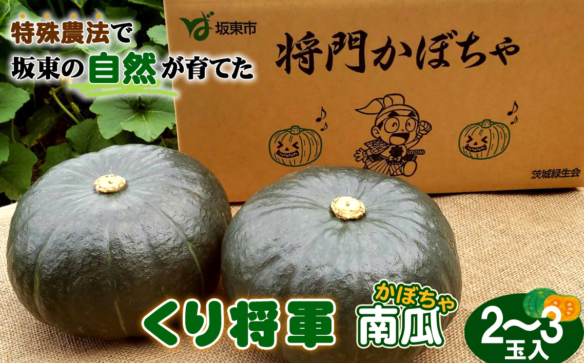 特殊農法で坂東の自然が育てた「くり将軍南瓜」2～3玉入