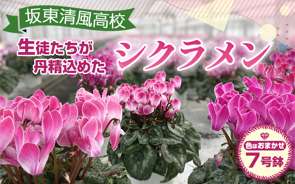 【期間限定】坂東清風高校の生徒が丹精込めて育てたシクラメン7号鉢