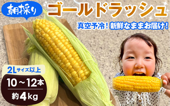 【4kg】坂東市朝採りとうもろこし「ゴールドラッシュ」冷蔵済