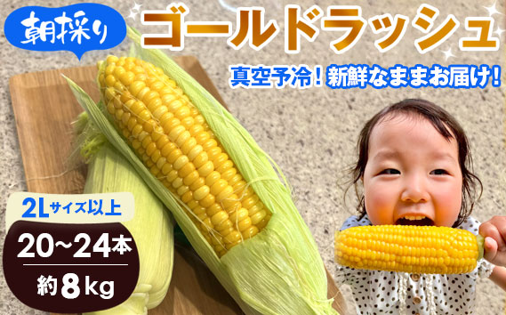 【8kg】坂東市朝採りとうもろこし「ゴールドラッシュ」冷蔵済