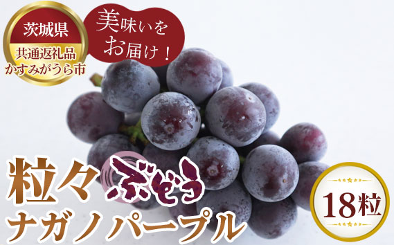 【先行予約】粒々ぶどう18粒　ナガノパープル【茨城県共通返礼品 かすみがうら市】