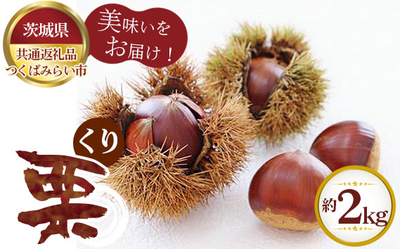 【先行予約】栗　約2kg【茨城県共通返礼品 つくばみらい市】