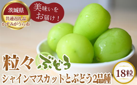 【先行予約】粒々ぶどう18粒　シャインマスカットとぶどう2品種【茨城県共通返礼品 かすみがうら市】
