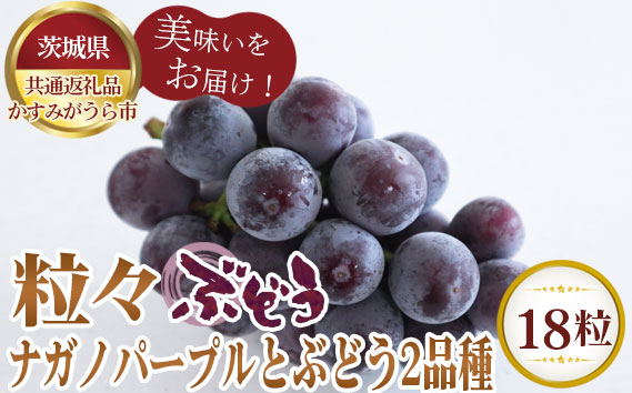 【先行予約】粒々ぶどう18粒　ナガノパープルとぶどう2品種【茨城県共通返礼品 かすみがうら市】