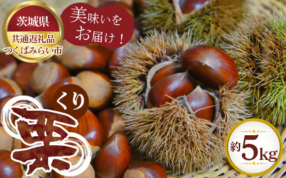 【先行予約】栗　約5kg【茨城県共通返礼品 つくばみらい市】