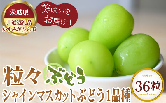 【先行予約】粒々ぶどう36粒　シャインマスカットとぶどう1品種【茨城県共通返礼品 かすみがうら市】