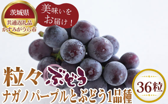 【先行予約】粒々ぶどう36粒　ナガノパープルとぶどう1品種【茨城県共通返礼品 かすみがうら市】