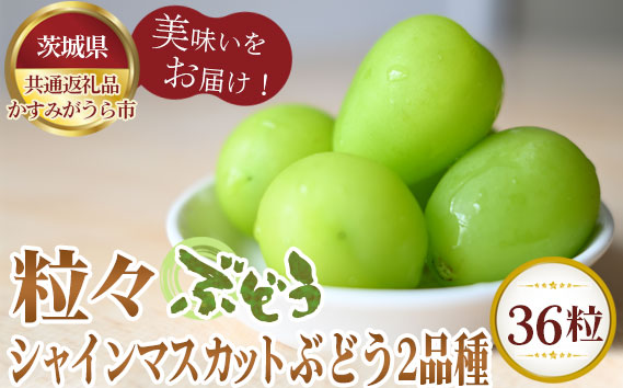 【先行予約】粒々ぶどう36粒　シャインマスカットとぶどう2品種【茨城県共通返礼品 かすみがうら市】