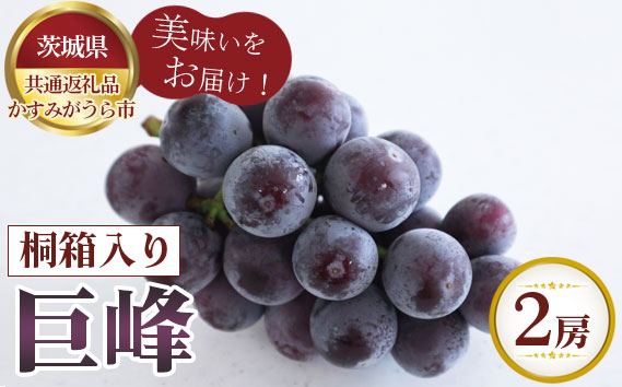 【先行予約】巨峰　桐箱入り2房【茨城県共通返礼品 かすみがうら市】