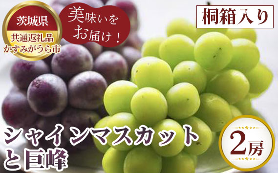 【先行予約】シャインマスカットと巨峰　桐箱入り2房【茨城県共通返礼品 かすみがうら市】