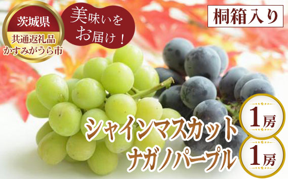 【先行予約】桐箱入りシャインマスカット1房とナガノパープル1房【茨城県共通返礼品 かすみがうら市】