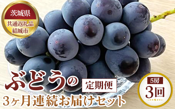 【先行予約】ぶどうの3ヶ月連続お届けセット　5房×3回【茨城県共通返礼品 結城市】