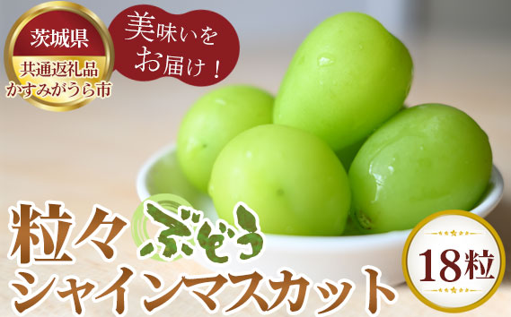 【先行予約】粒々ぶどう18粒　シャインマスカット【茨城県共通返礼品 かすみがうら市】