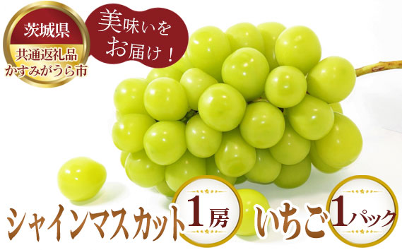 【先行予約】シャインマスカット1房といちごDX1パック【茨城県共通返礼品 かすみがうら市】
