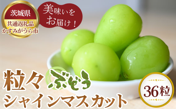 【先行予約】粒々ぶどう36粒　シャインマスカット【茨城県共通返礼品 かすみがうら市】