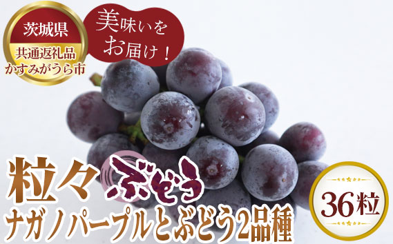 【先行予約】粒々ぶどう36粒　ナガノパープル12粒とぶどう2品種【茨城県共通返礼品 かすみがうら市】